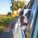 dog, pet, car window-1850465.jpg